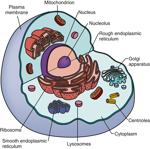 Structural Organization of the Body – Learn HCIS – LVN and MA Certification
